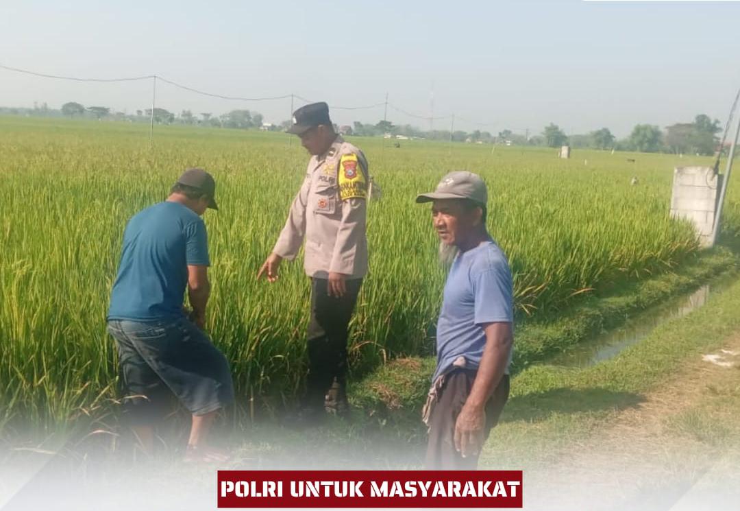 Bhabinkamtibmas Klagen Bangun Kedekatan dengan Petani Lewat Sambang Persawahan