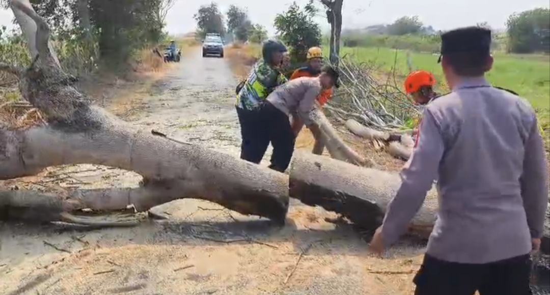 Respon Cepat Polsek Sukomoro Evakuasi Pohon Tumbang